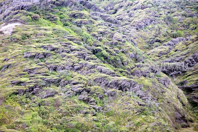 风吹卡努卡(Kunzea ericoides)树背景